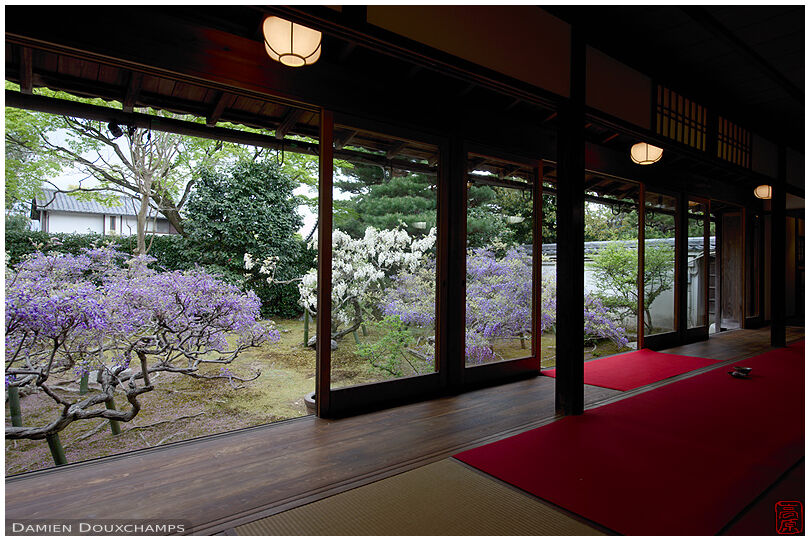 The wisteria garden of Chokei-in temple, Kyoto, Japan