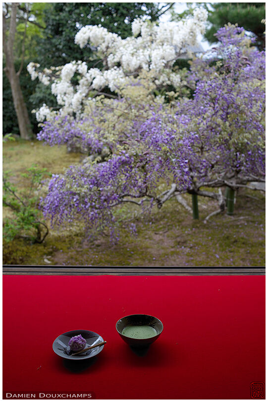 Maccha tea and seasonal sweet while enjoying wisteria season in Chokei-in temple, Kyoto, Japan