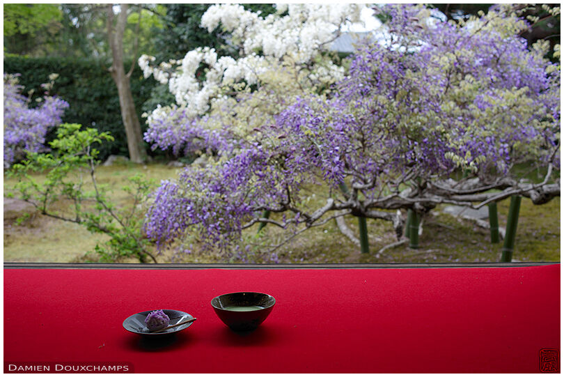 Taking a tea break in Chōkei-in temple during wisteria season, Kyoto, Japan