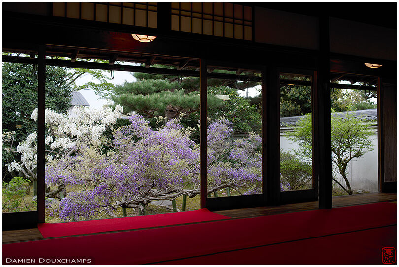 Wisteria blooming in the garden of Chokei-in temple, Kyoto, Japan