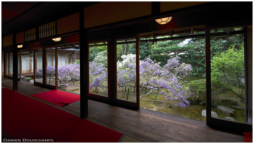 Chokei-in wisteria garden, Kyoto, Japan