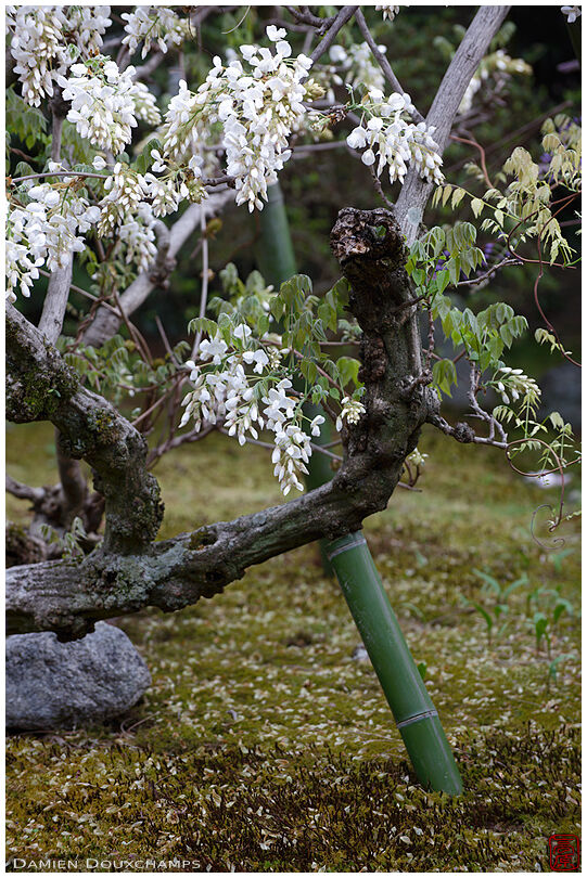White wisteria blooming in Chokei-in temple, Kyoto, Japan