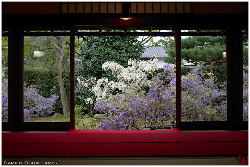 White and purple wisteria blooming in Chokei-en garden, Kyoto, Japan