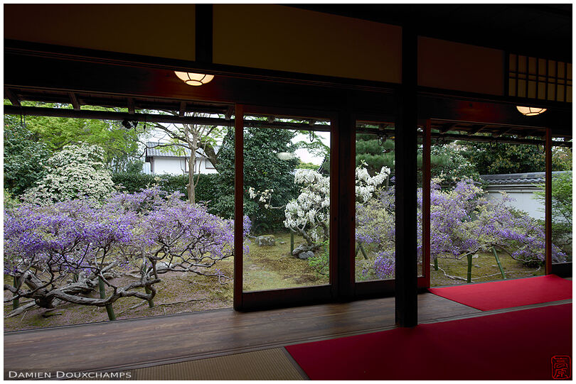 Purple and white wisteria in the garden of Chokei-in temple, Kyoto, Japan