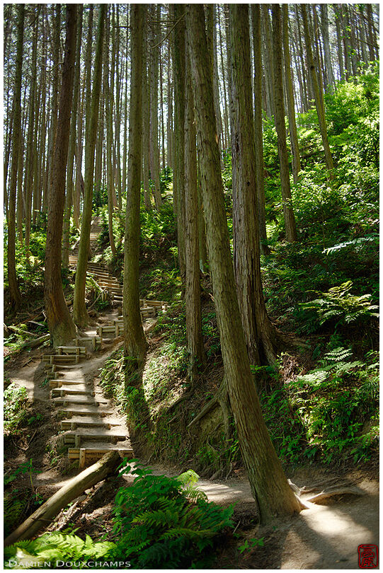 Forest path on the Yamatokatsuragi-san mountain in Nara, Japan