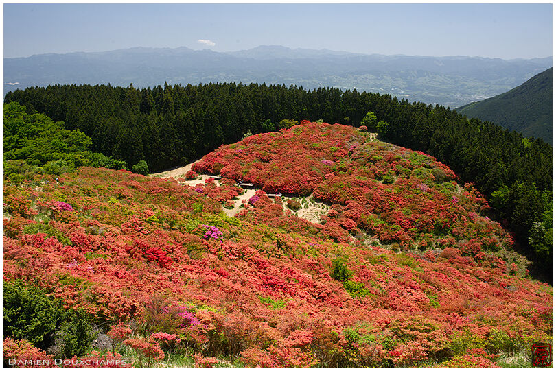 Blooming azalea covering the Yamatokatsuragi-san mountain in Nara, Japan