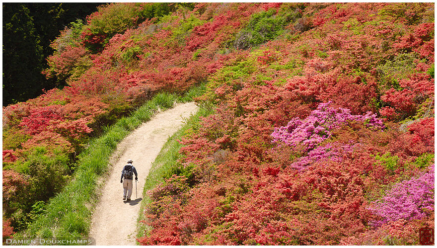 Hiker traversing the rhododendron-covered mountain of Yamatokatsuragi-san in the south of Nara prefecture, Japan