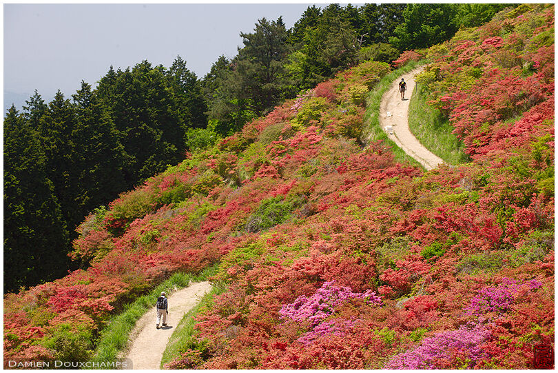 Hikers on rhododendron-covered mountain, Nara, Japan