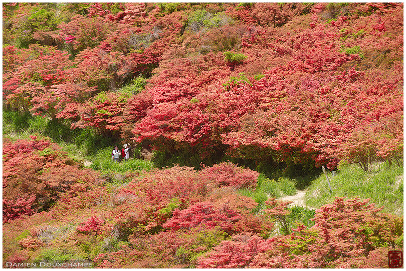 Two visitors lost in the wide expanse of blooming tsutsuji azalea, Yamato Katsuragi-san mountain, Nara, Japan