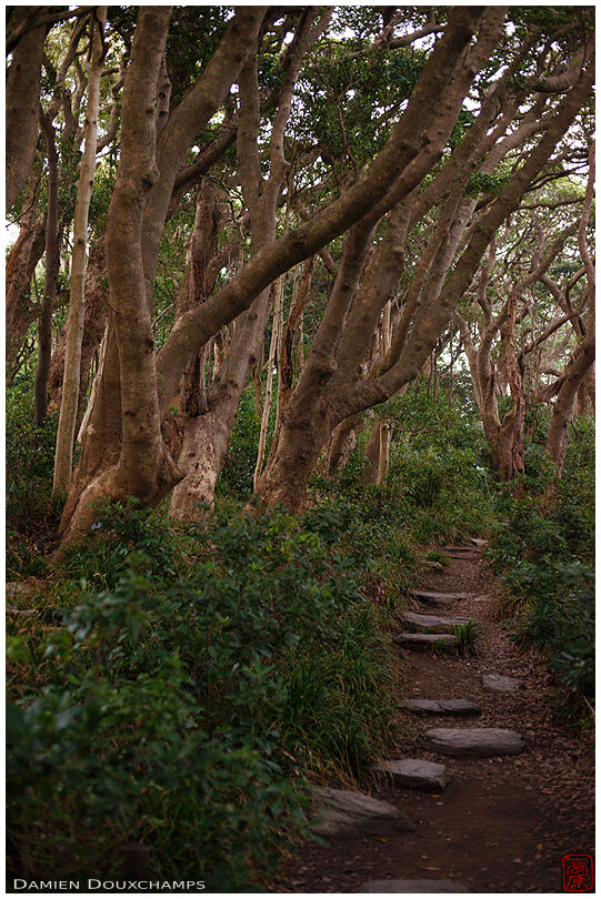Hiking path with stepping stones in the forest on Oshima island, Fukui, Japan