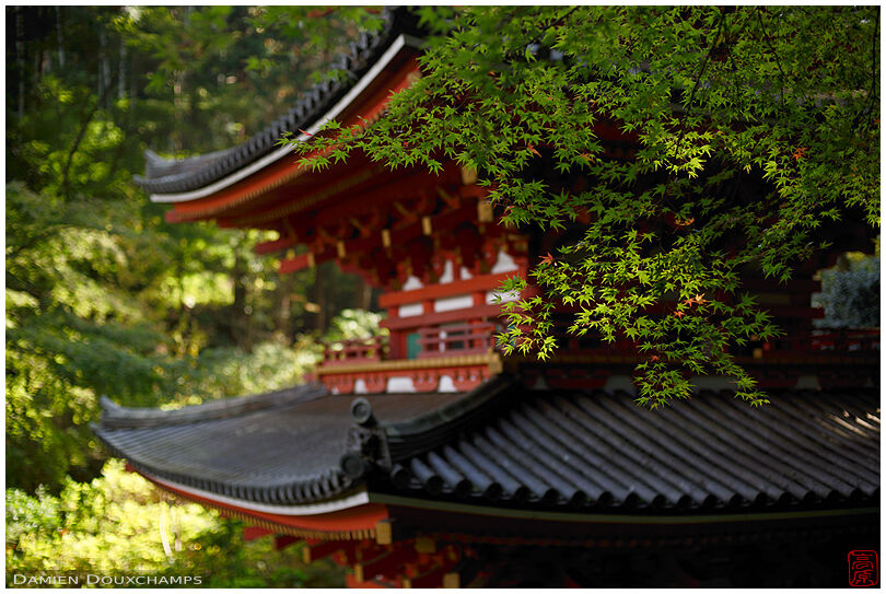 Red pagoda hiding behind the last green leaves before autumn colors, Ganzen-ji temple, Kyoto, Japan