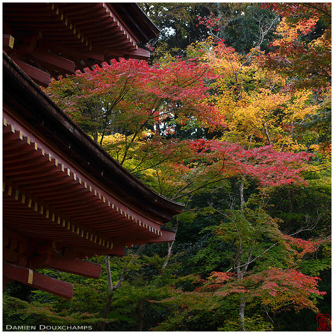Pagoda roof lines and autumn colors, Jōruri-ji, Kyoto, Japan