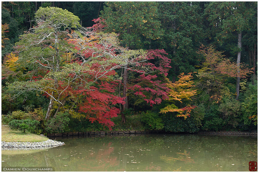 Temple pond and early autumn foliage in Jorurin-ji, Kyoto, Japan