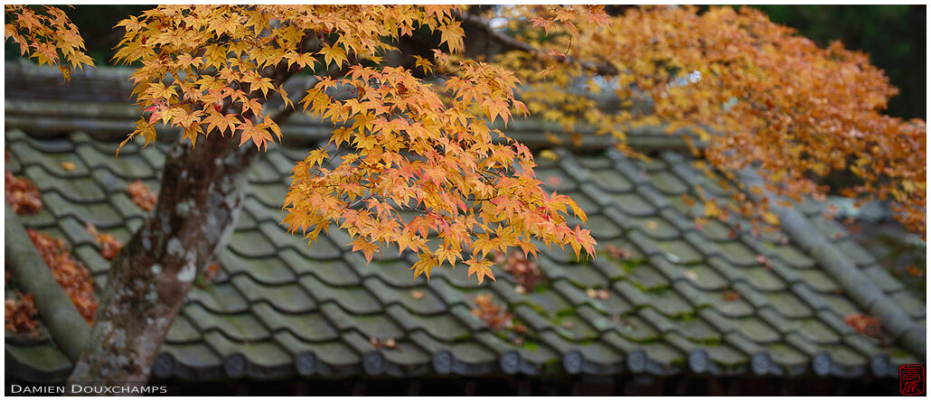 Early yellow maple leaves in Gyokukei-ji temple, Shiga, Japan