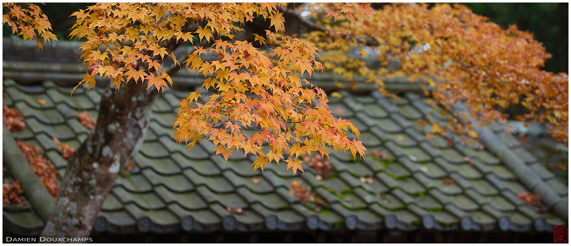 Early yellow maple leaves in Gyokukei-ji temple, Shiga, Japan