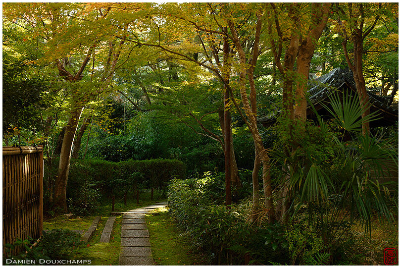 Early yellow autumn colours over the green entrance path to Raigo-in temple, Kyoto, Japan