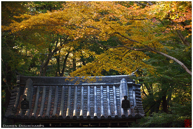 Front gate roof and yellow autumn colours in Raigo-in temple, Kyoto, Japan