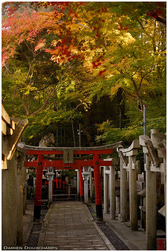 Red torii gate under autumn colours in the remote Goshanotaki shrine, Kyoto, Japan