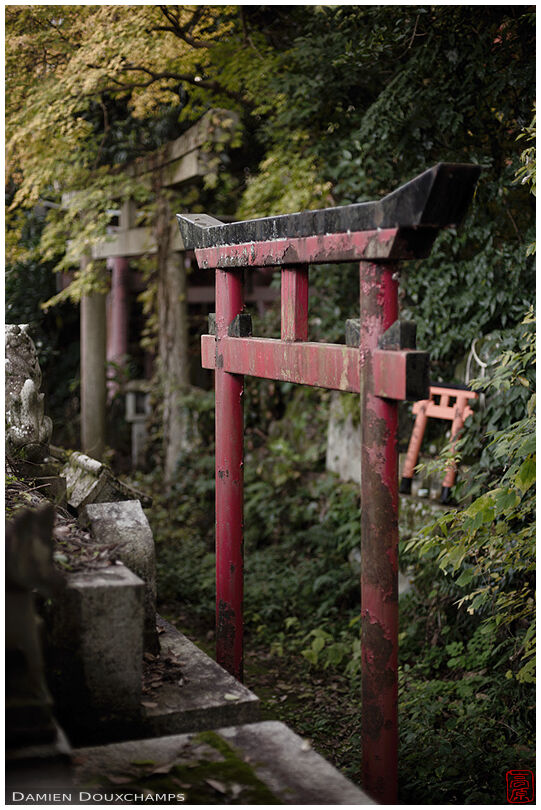 Old torii gate in derelict shrine, Kyoto, Japan