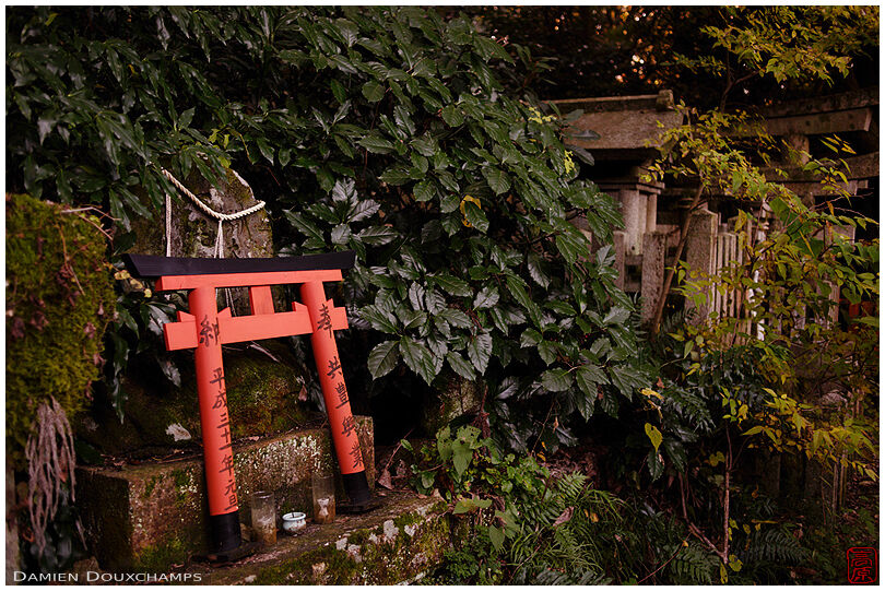 Small torii gate offering in derelict shrine, Kyoto, Japan