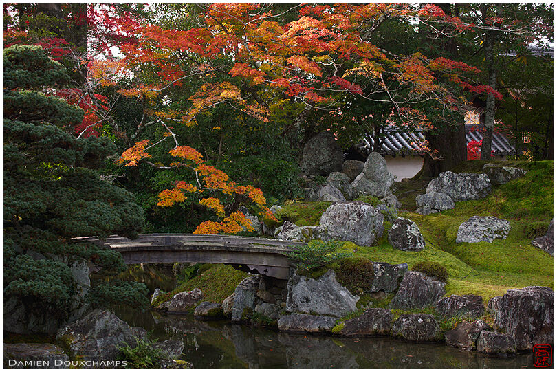 Orange autumn leaves descending on pond garden and its wooden bridge in Sanpo-in temple, Kyoto, Japan