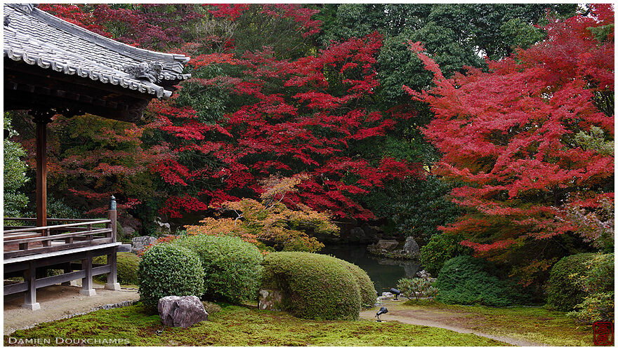 Dark autumn colors around the pond of Zuishin-in temple, Kyoto, Japan