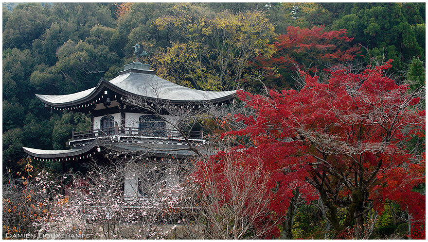 November cherry blossoms and autumn colours around the pagoda of Kaju-ji temple, Kyoto, Japan