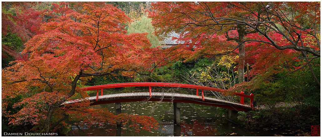 Red maple trees covering the thin red bridge over Okazaki-Betsuin temple pond, Kyoto, Japan