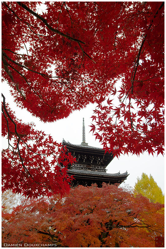 Red maple filling the frame around the pagoda of Shinyo-do temple, Kyoto, Japan