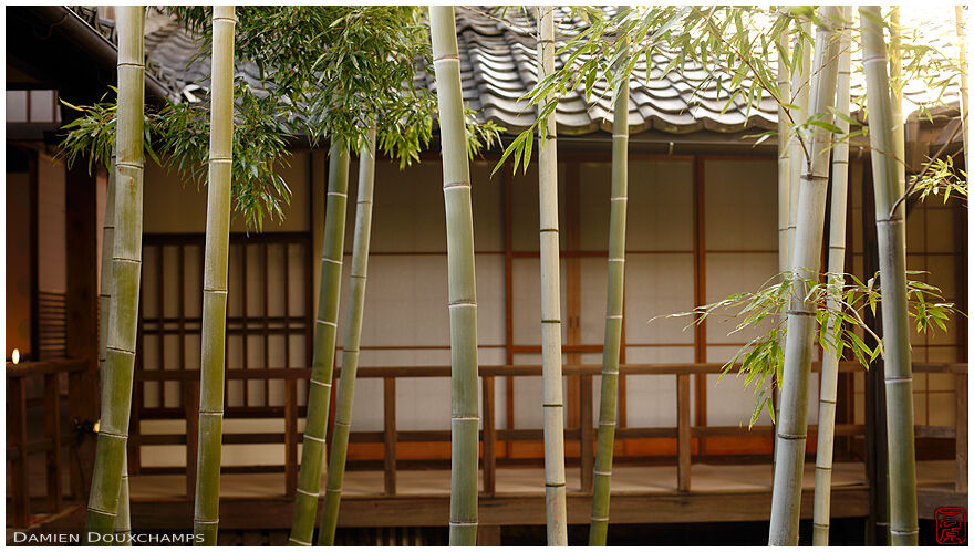 Bamboos in inner garden of Myoken-ji temple, Kyoto, Japan