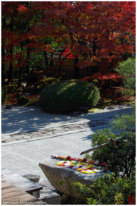 Tsukubai water basin filled with flowers in the rock garden of Myoken-ji temple, Kyoto, Japan