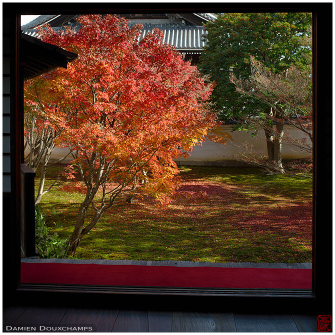 Red maple tree, Myokaku-ji temple, Kyoto, Japan