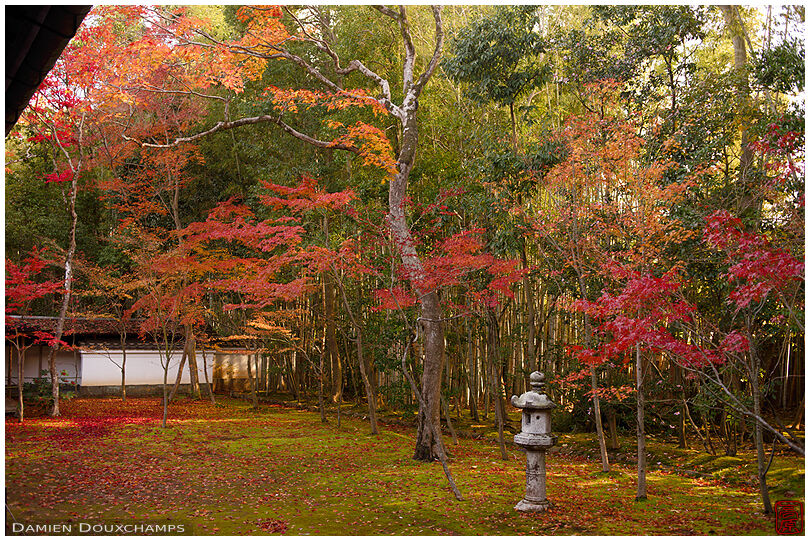 Lone lantern in late autumn moss garden, Koto-in temple, Kyoto, Japan