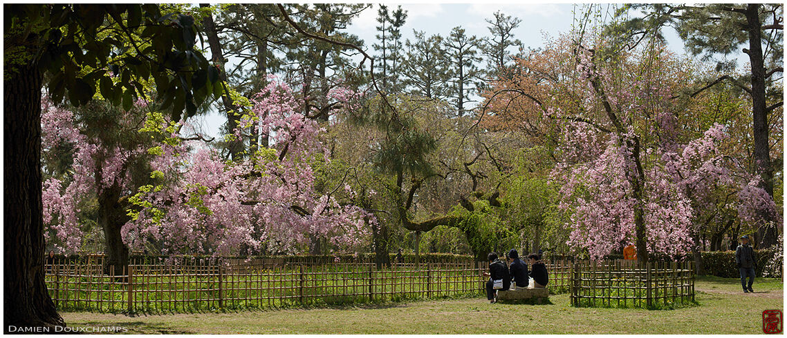 Sakura blooming in the Imperial Palace gardens, Kyoto, Japan