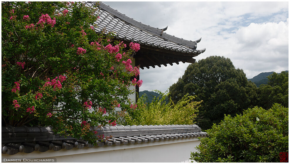 Sarusuberi flower tree in Tachibada-dera temple, Nara, Japan