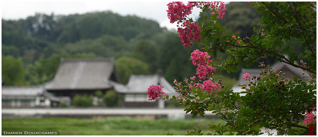 Sarusuberi tree blooming in the countryside, Nara, Japan