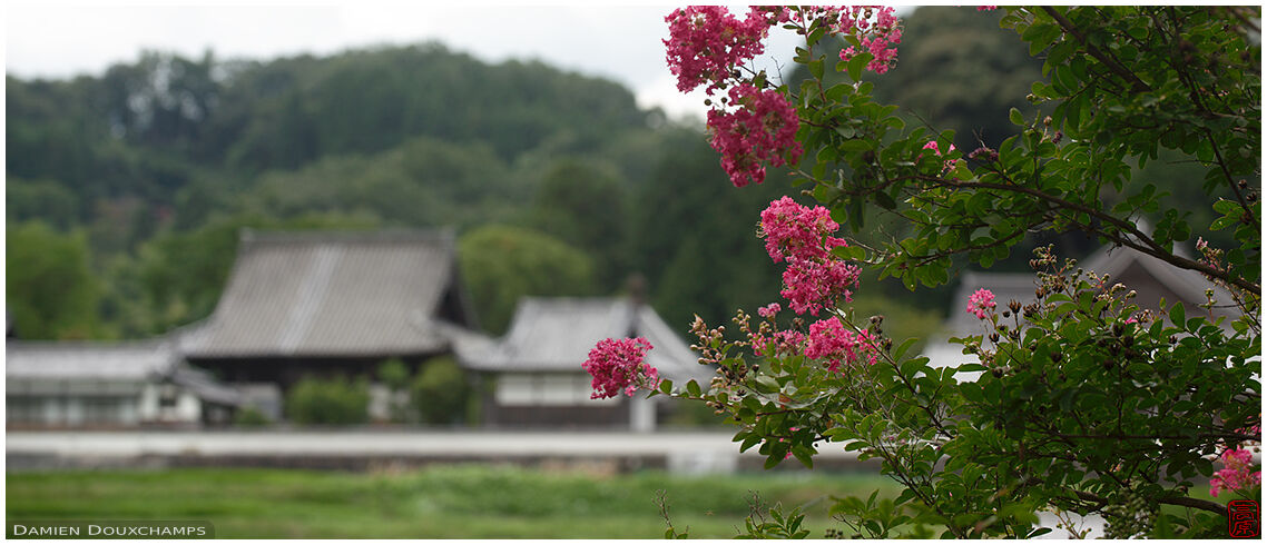 Sarusuberi tree blooming in the countryside, Nara, Japan