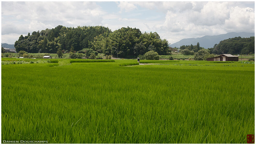 Rice fields around Asuka-dera temple, Nara, Japan