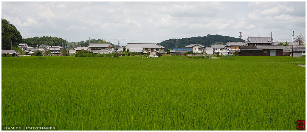Green rice fields and farms near Asuka-dera temple, Nara, Japan