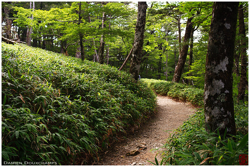 Trail in the Odaigahara-san hiking area, Mie, Japan