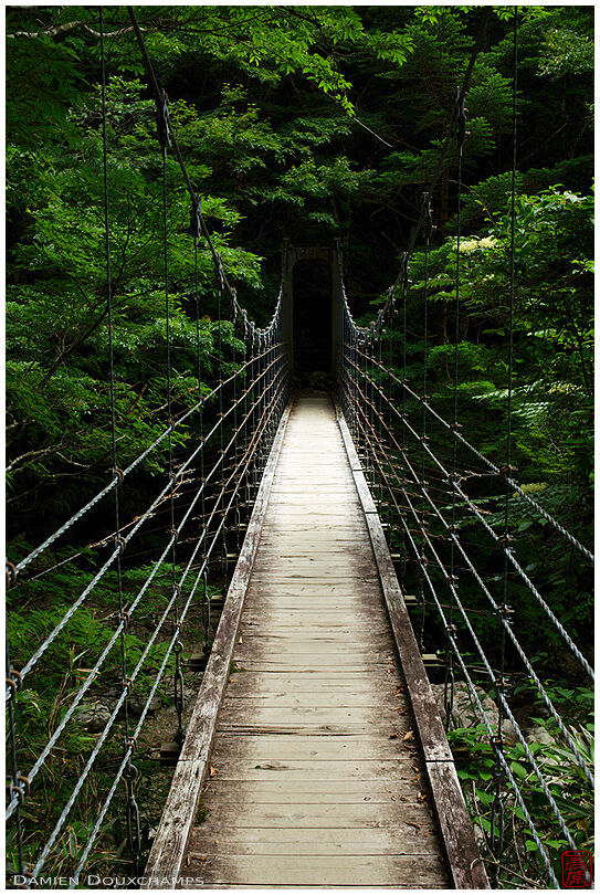 Suspension bridge in the forest of Odaigahara-san, Mie prefecture, Japan