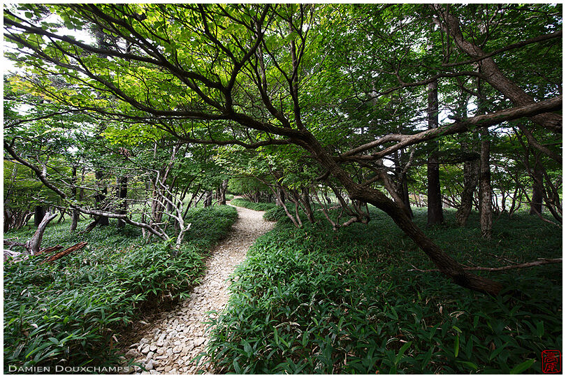 Path in the Odaigahara-san forest, Mie, Japan