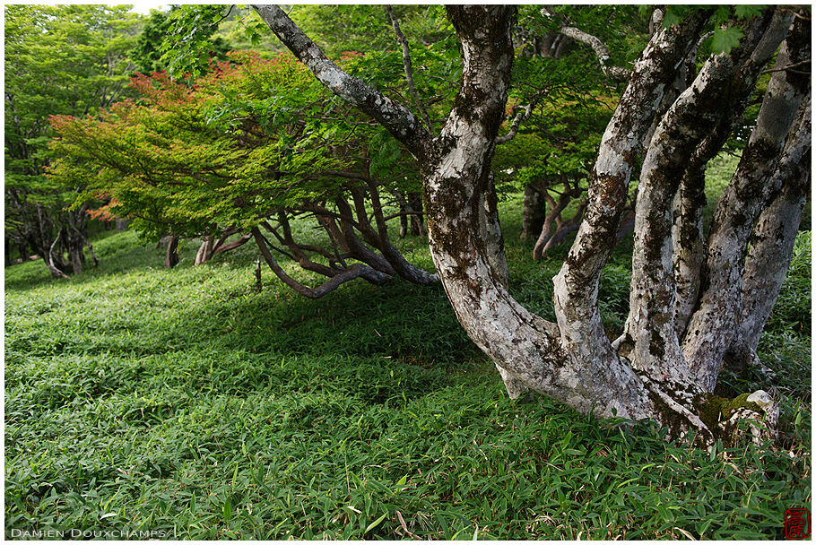 Tortuous trees near the summit of Odaigahara mountain, Mie, Japan