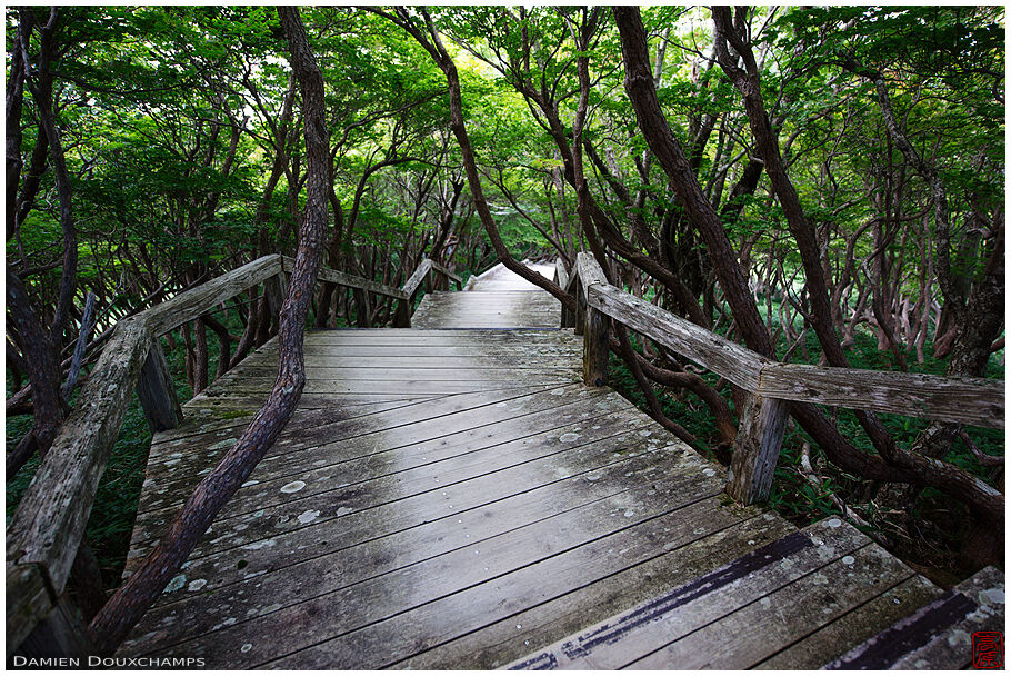 Wooden path winding in the protected forest of the Odaigahara-san mountain, Mie, Japan