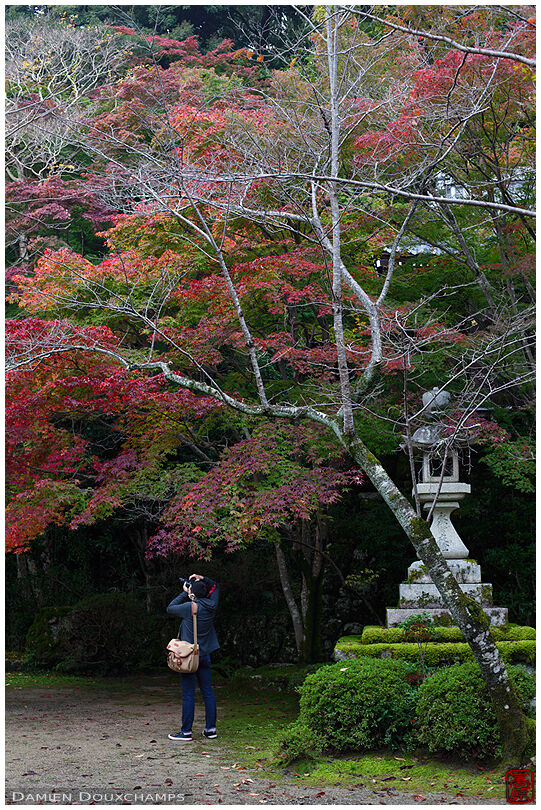 Photographer and early autumn colours, Shoji-ji temple, Kyoto, Japan