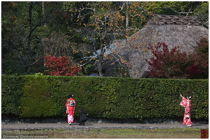 Ladies in kimono looking at persimmon (kaki) tree at the Rakushisha, Kyoto, Japan
