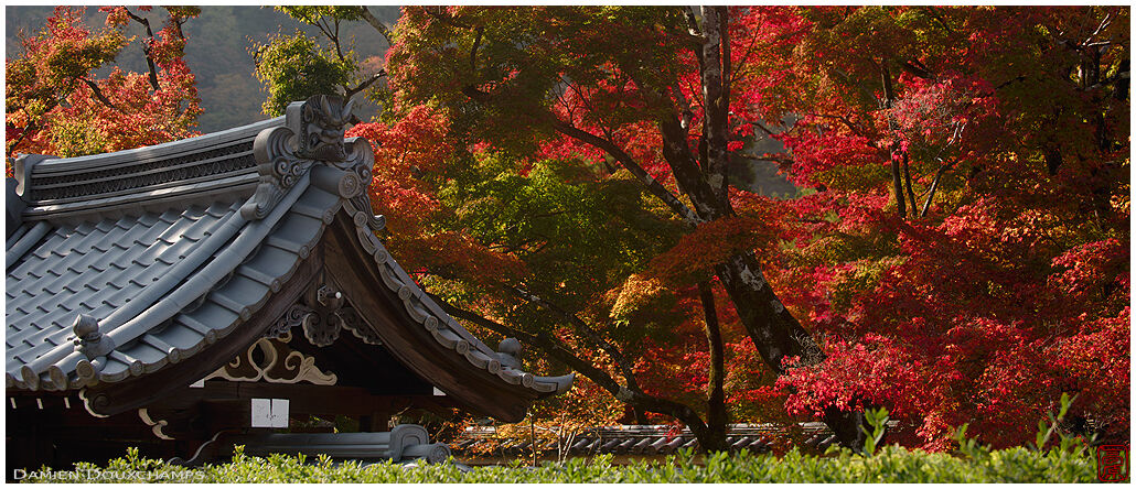 Hogon-in temple gate surrounded by bright autumn colours, Kyoto, Japan