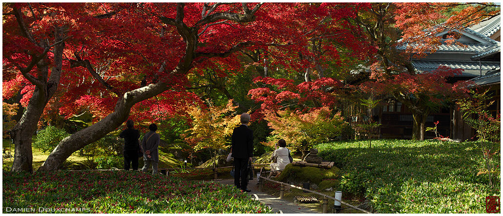 Autumn foliage in the garden of Hogon-in temple, Kyoto, Japan