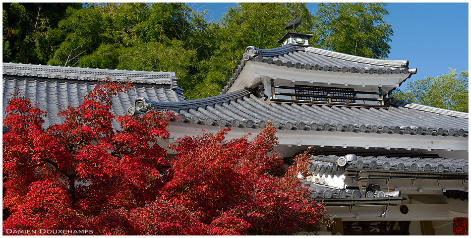 Red momiji and modern temple buildings, Danrin-ji temple, Kyoto, Japan