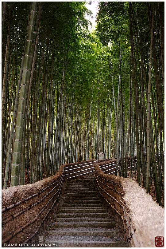 Path climbing in bamboo forest, Adashino Nenbutsu-ji, Kyoto, Japan